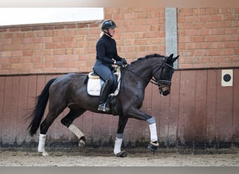 Hannoveriano, Yegua, 5 años, 171 cm, Castaño oscuro