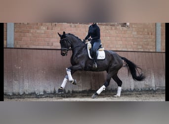 Hannoveriano, Yegua, 5 años, 171 cm, Castaño oscuro