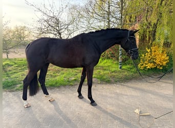 Hannoveriano, Yegua, 5 años, 171 cm, Negro