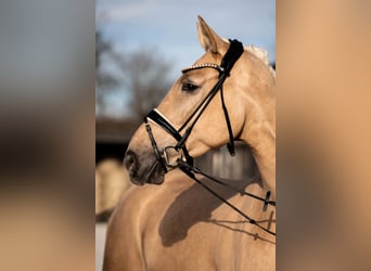 Hannoveriano, Yegua, 5 años, 171 cm, Palomino