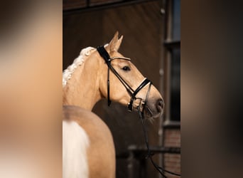 Hannoveriano, Yegua, 5 años, 171 cm, Palomino