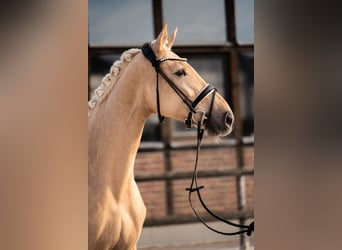 Hannoveriano, Yegua, 5 años, 171 cm, Palomino