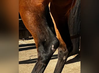 Hannoveriano, Yegua, 5 años, 172 cm, Castaño