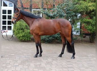 Hannoveriano, Yegua, 5 años, 172 cm, Castaño oscuro