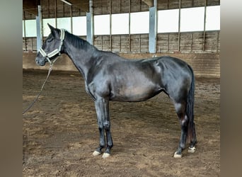 Hannoveriano, Yegua, 5 años, 172 cm, Negro