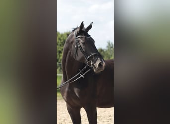 Hannoveriano, Yegua, 5 años, 172 cm, Negro