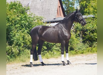 Hannoveriano, Yegua, 5 años, 173 cm, Negro