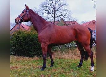 Hannoveriano, Yegua, 5 años, 174 cm, Castaño