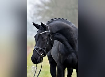 Hannoveriano, Yegua, 5 años, 175 cm, Negro