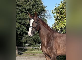 Hannoveriano, Yegua, 5 años, 176 cm, Alazán-tostado