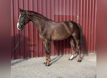 Hannoveriano, Yegua, 5 años, 176 cm, Alazán-tostado