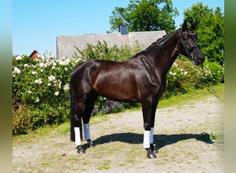 Hannoveriano, Yegua, 5 años, 176 cm, Negro