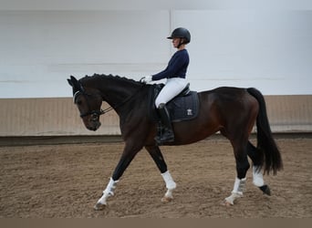 Hannoveriano, Yegua, 5 años