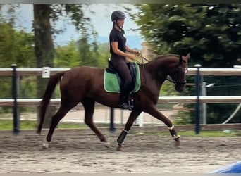 Hannoveriano, Yegua, 6 años, 162 cm, Alazán