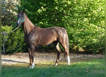 Hannoveriano, Yegua, 6 años, 162 cm, Alazán-tostado