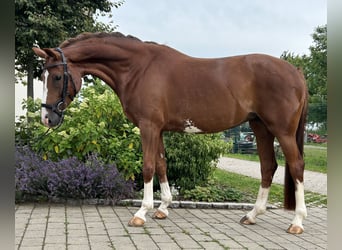 Hannoveriano, Yegua, 6 años, 164 cm, Alazán