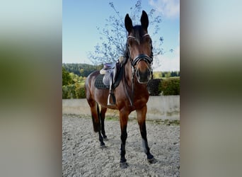 Hannoveriano, Yegua, 6 años, 164 cm, Castaño