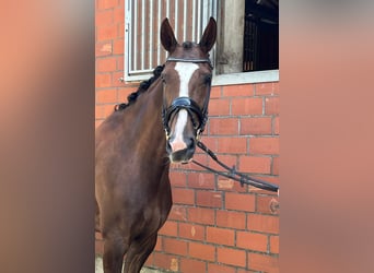 Hannoveriano, Yegua, 6 años, 165 cm, Alazán-tostado