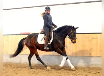 Hannoveriano, Yegua, 6 años, 165 cm, Castaño oscuro