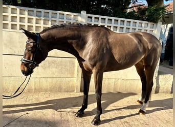 Hannoveriano, Yegua, 6 años, 165 cm, Castaño rojizo