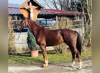 Hannoveriano, Yegua, 6 años, 166 cm, Alazán-tostado