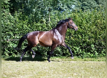 Hannoveriano, Yegua, 6 años, 166 cm, Castaño oscuro