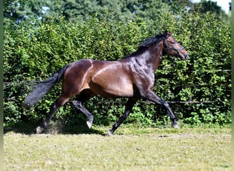 Hannoveriano, Yegua, 6 años, 166 cm, Castaño oscuro