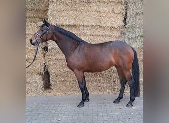 Hannoveriano, Yegua, 6 años, 167 cm, Castaño