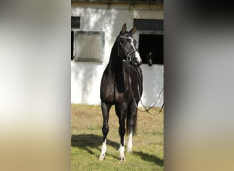 Hannoveriano, Yegua, 6 años, 167 cm, Negro