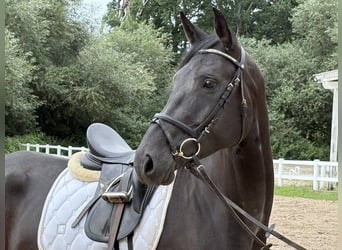 Hannoveriano, Yegua, 6 años, 167 cm, Negro
