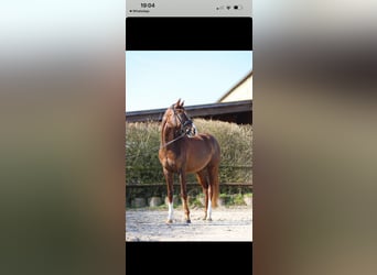 Hannoveriano, Yegua, 6 años, 168 cm, Alazán-tostado