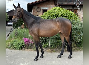 Hannoveriano, Yegua, 6 años, 168 cm, Castaño