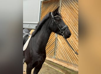 Hannoveriano, Yegua, 6 años, 168 cm, Negro