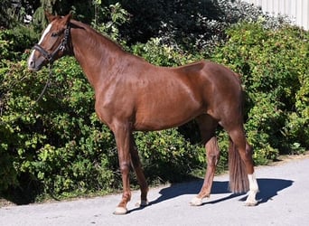 Hannoveriano, Yegua, 6 años, 170 cm, Alazán