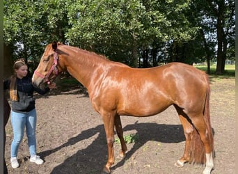 Hannoveriano, Yegua, 6 años, 170 cm, Alazán