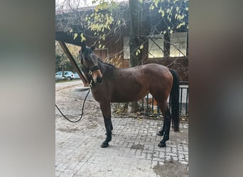 Hannoveriano, Yegua, 6 años, 170 cm, Castaño