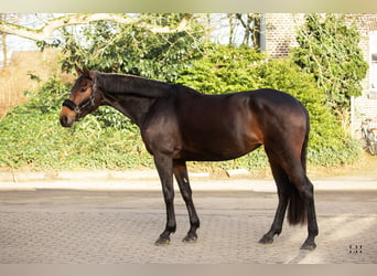 Hannoveriano, Yegua, 6 años, 170 cm, Castaño oscuro