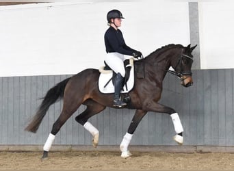 Hannoveriano, Yegua, 6 años, 170 cm, Castaño oscuro