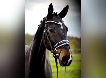 Hannoveriano, Yegua, 6 años, 170 cm, Castaño oscuro