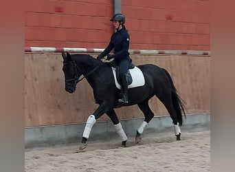 Hannoveriano, Yegua, 6 años, 170 cm, Negro