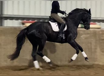 Hannoveriano, Yegua, 6 años, 172 cm, Negro