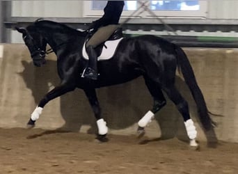 Hannoveriano, Yegua, 6 años, 172 cm, Negro