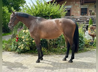Hannoveriano, Yegua, 6 años, 173 cm, Castaño