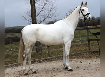 Hannoveriano, Yegua, 6 años, 174 cm, Tordo