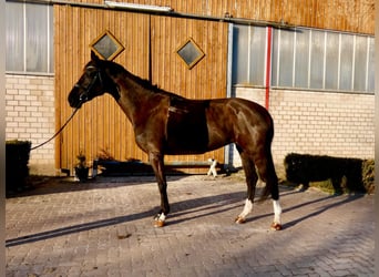 Hannoveriano, Yegua, 6 años, 175 cm, Castaño oscuro