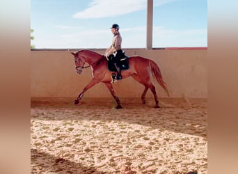 Hannoveriano, Yegua, 6 años, Alazán