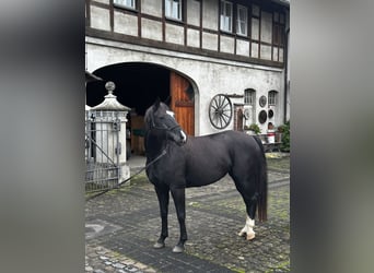 Hannoveriano, Yegua, 7 años, 160 cm, Negro