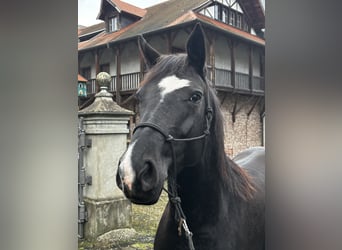 Hannoveriano, Yegua, 7 años, 160 cm, Negro