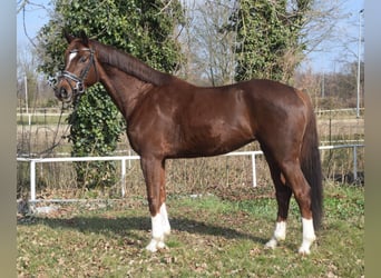 Hannoveriano, Yegua, 7 años, 163 cm, Alazán-tostado