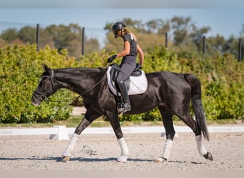 Hannoveriano, Yegua, 7 años, 163 cm, Negro